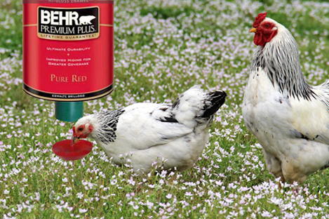 Brahma Chicken Using Automatic Chicken Feeder